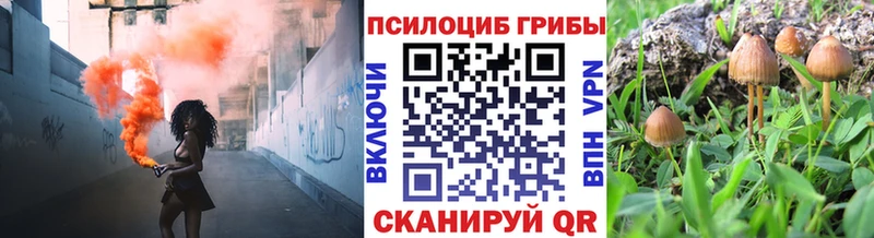 Купить  Грайворон  Псилоцибиновые грибы GOLDEN TEACHER 